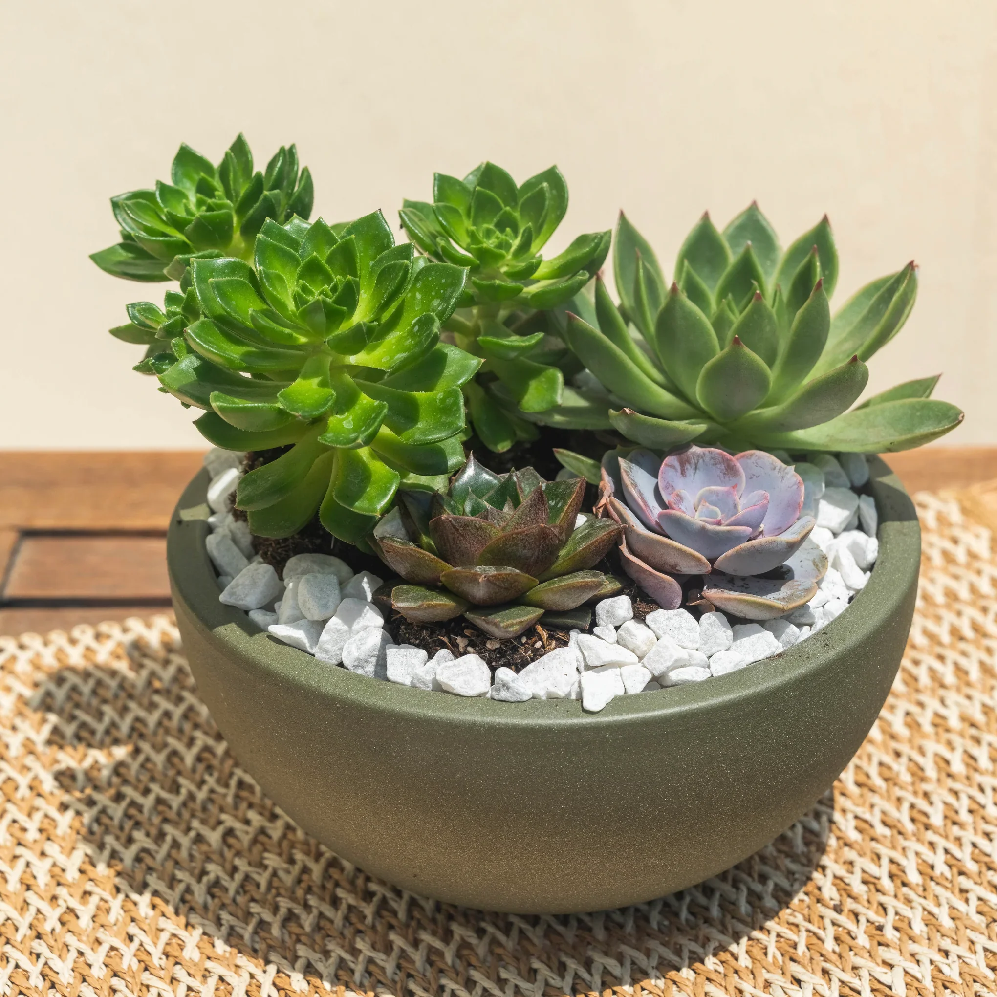 Succulent Style