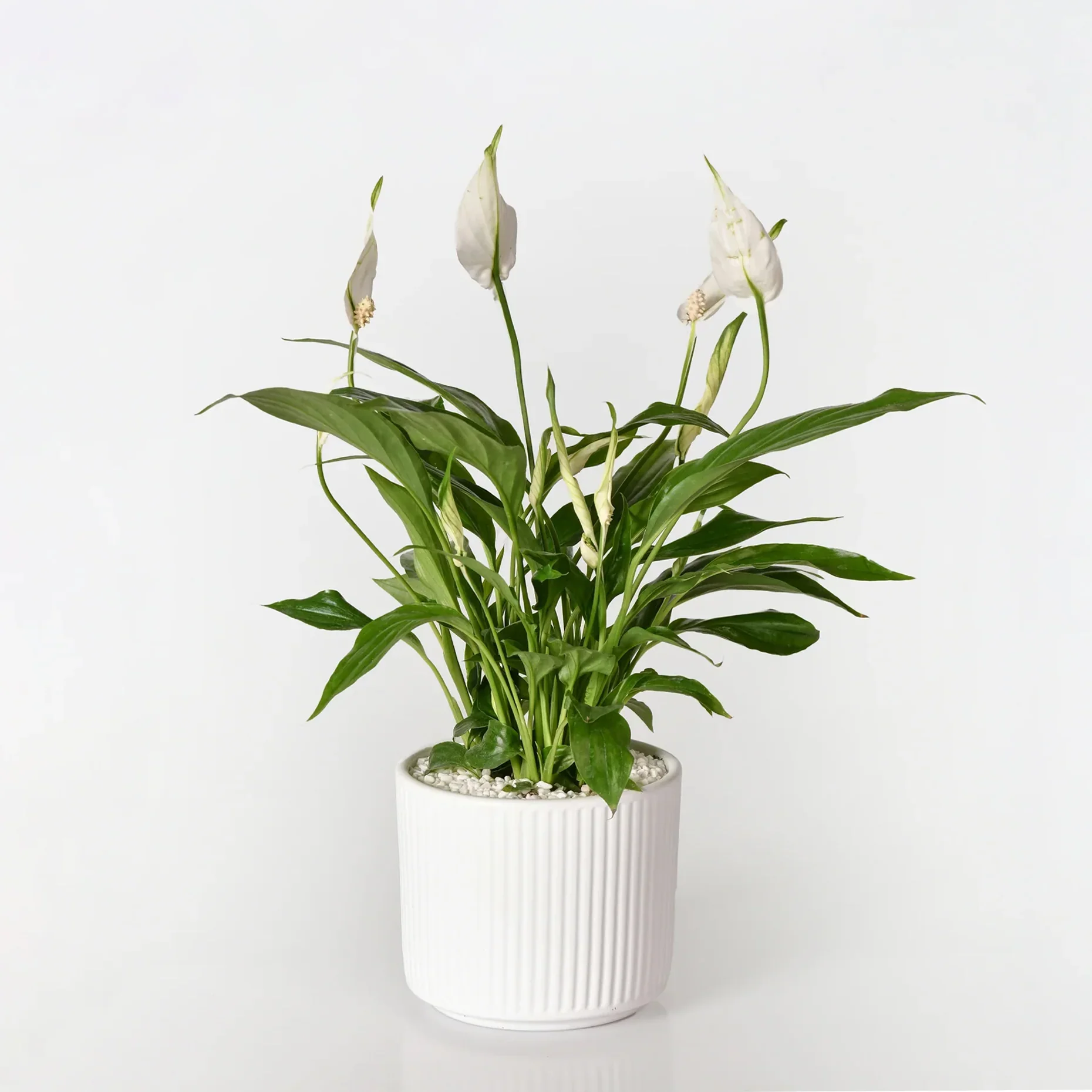 Mini Peace Lily