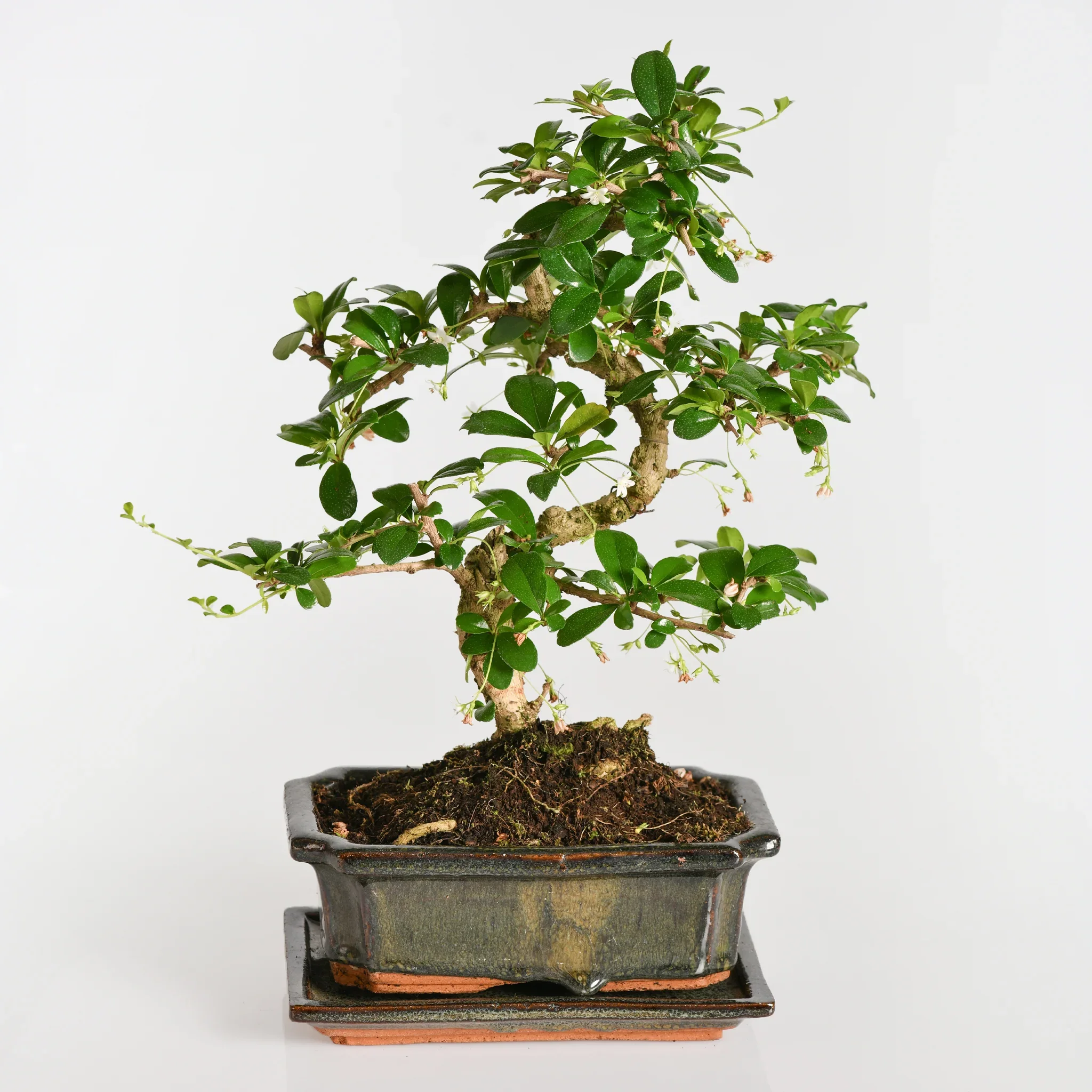 Bonsai Carmona