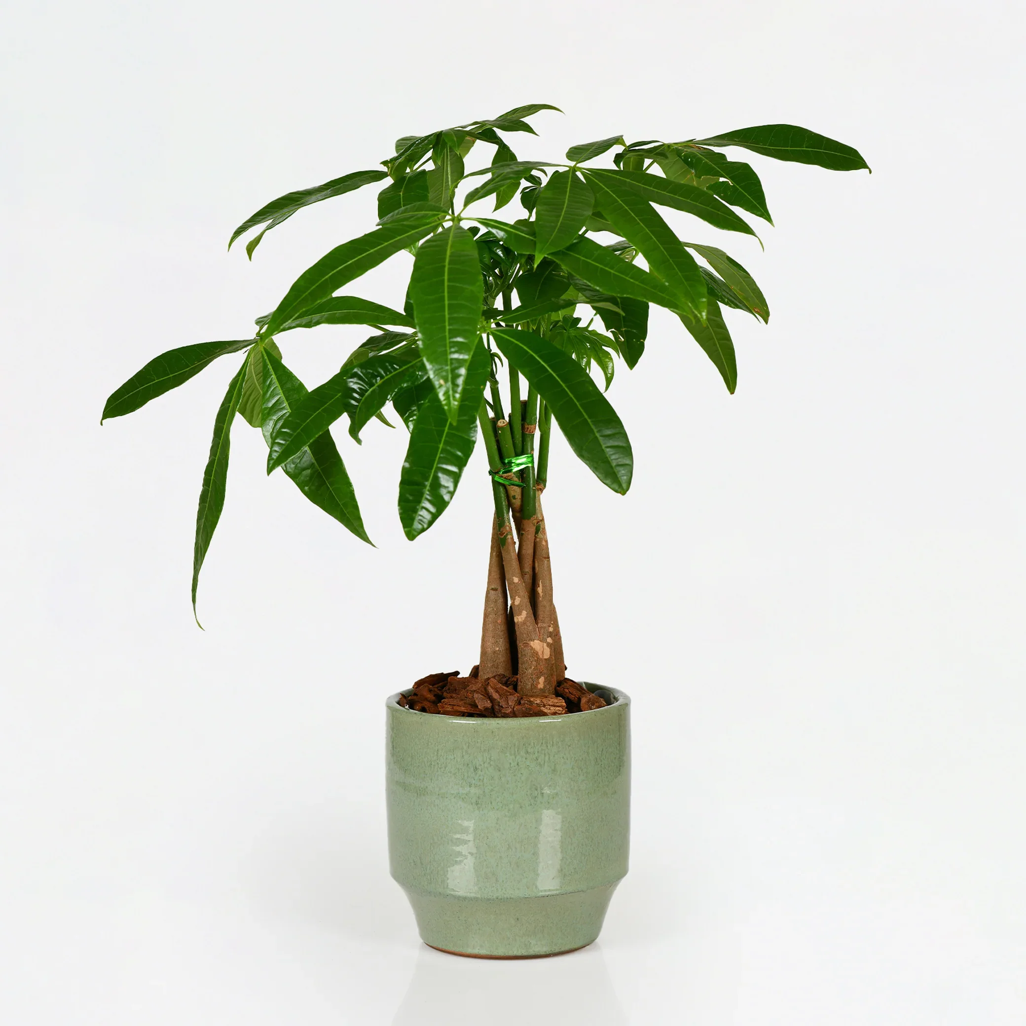 Money Plant